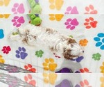 Small #5 Cavapoo (Miniature)-Poodle (Toy) Mix