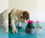 Small Photo #5 Bulldog Puppy For Sale in GLENDALE, AZ, USA
