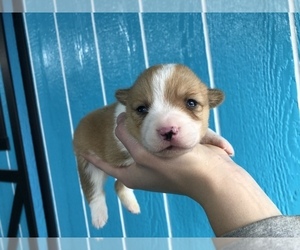 Pembroke Welsh Corgi Puppy for sale in ARTHUR, IL, USA