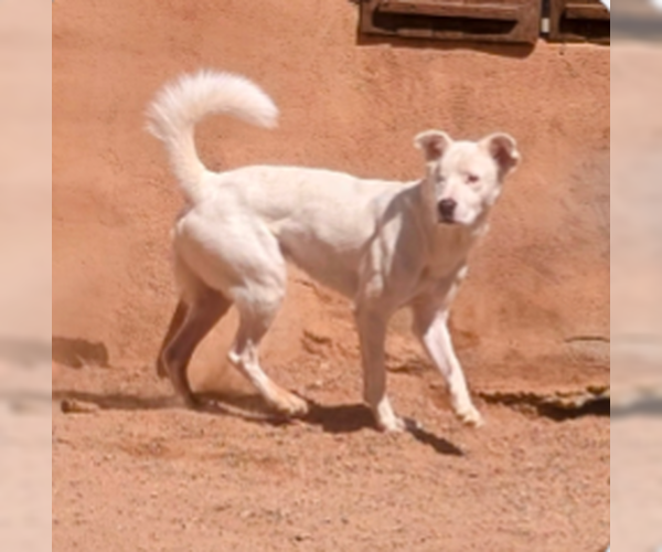 Medium Photo #1 Australian Shepherd-Unknown Mix Puppy For Sale in Pena Blanca, NM, USA