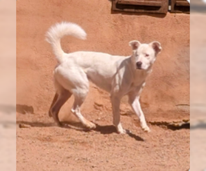 Australian Shepherd-Unknown Mix Dogs for adoption in Pena Blanca, NM, USA