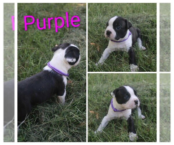 Medium Photo #1 Boston Terrier Puppy For Sale in TARBORO, NC, USA