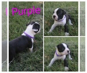 Boston Terrier Puppy for sale in TARBORO, NC, USA