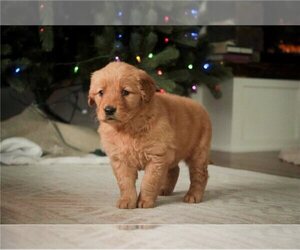 Golden Retriever Puppy for sale in DALLAS, TX, USA
