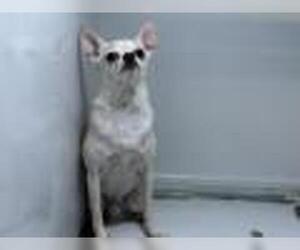 Chihuahua Dogs for adoption in Visalia, CA, USA
