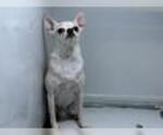 Small Chihuahua