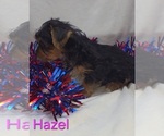 Small #1 Yorkshire Terrier