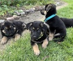 Small #4 German Shepherd Dog