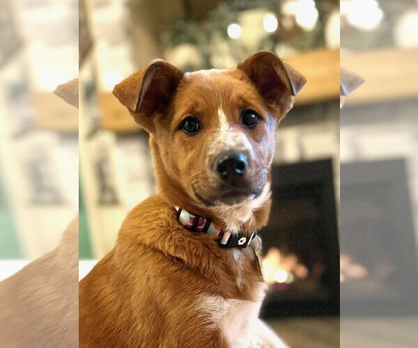 Medium Photo #1 Mutt Puppy For Sale in Sandy, UT, USA