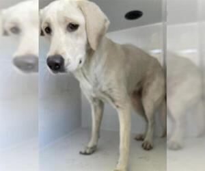 Labrador Retriever-Unknown Mix Dogs for adoption in Houston, TX, USA