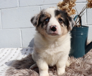 Anatolian Shepherd-Pembroke Welsh Corgi Mix Puppy for sale in HONEY BROOK, PA, USA
