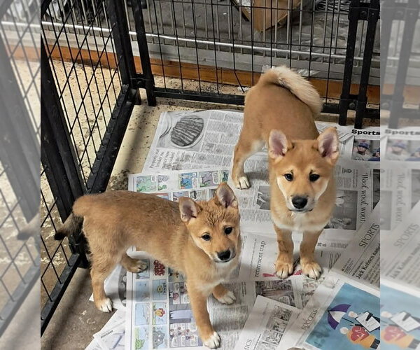 Medium Photo #2 Shiba Inu Puppy For Sale in Mukwonago, WI, USA