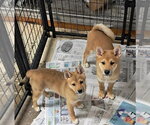 Small #1 Shiba Inu