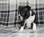 Small Photo #7 Boston Terrier Puppy For Sale in BROOKSVILLE, FL, USA