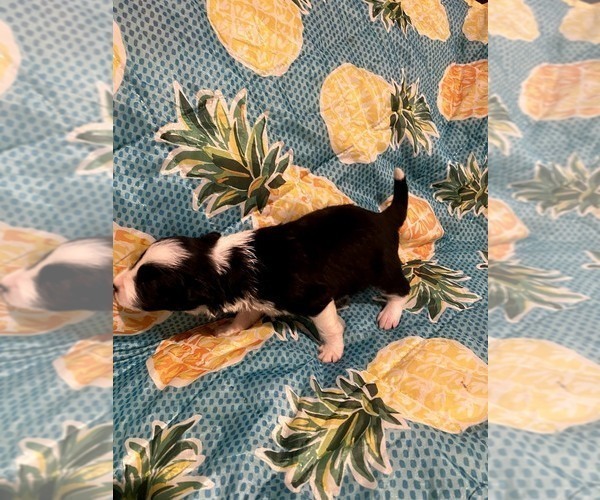 Medium Photo #2 Border Collie Puppy For Sale in AIKEN, SC, USA