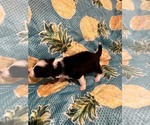 Small Photo #2 Border Collie Puppy For Sale in AIKEN, SC, USA