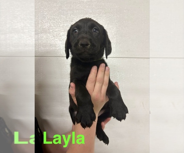 Medium Photo #6 Labrador Retriever Puppy For Sale in MIDLAND, OH, USA