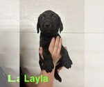 Small #5 Labrador Retriever