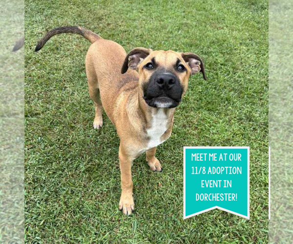 Medium Photo #1 Mutt Puppy For Sale in Boston, MA, USA