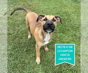 Mutt Dogs for adoption in Boston, MA, USA