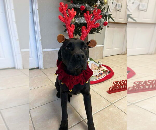 Medium Photo #2 Labrador Retriever-Unknown Mix Puppy For Sale in Osgood, IN, USA