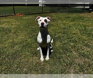 Mutt Dogs for adoption in Grovetown, GA, USA