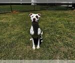 Small Mutt