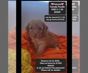 Poodle (Toy) Puppy for sale in TUCSON, AZ, USA