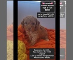 Image preview for Ad Listing. Nickname: Petunia