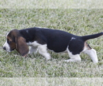 Small Photo #66 Basset Hound Puppy For Sale in MEMPHIS, MO, USA