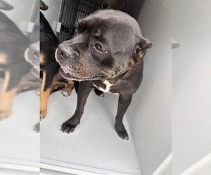 American Bulldog Dogs for adoption in Houston, TX, USA