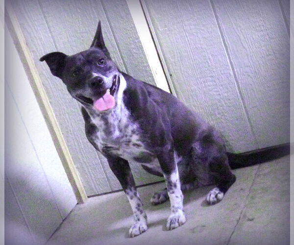Medium Photo #2 Mutt Puppy For Sale in Holly Springs, MS, USA