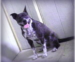 Small #1 Mutt