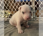 Small Photo #25 American Pit Bull Terrier Puppy For Sale in ZANESVILLE, OH, USA