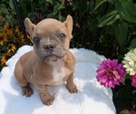 Puppy Tessa French Bulldog
