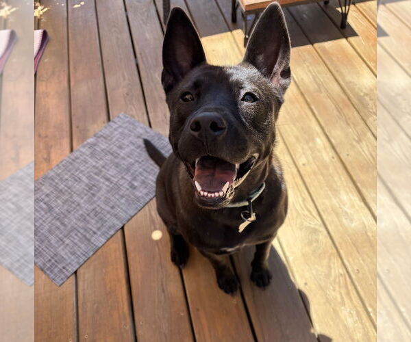 Medium Photo #21 Mutt Puppy For Sale in Boston, MA, USA