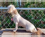Small Photo #1 Shih Tzu Puppy For Sale in CULBERTSON, NE, USA