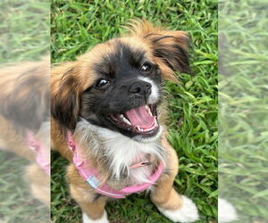 ShiChi Dogs for adoption in Oakhurst, NJ, USA