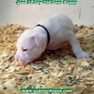 Small Photo #224 Dogo Argentino Puppy For Sale in JANE, MO, USA