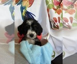 Puppy Puppy 3 Bordoodle