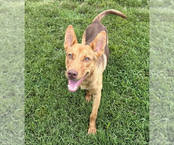 Medium Photo #2 Mutt Puppy For Sale in Evansville, IN, USA