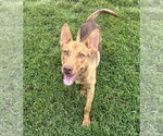 Small #1 Mutt