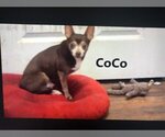 Small Photo #4 Chihuahua Puppy For Sale in Gulfport, MI, USA