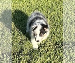 Small #2 Shetland Sheepdog