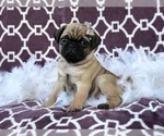 Small Photo #11 Pug Puppy For Sale in LAKELAND, FL, USA