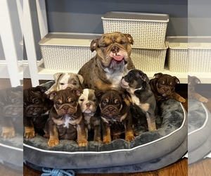 English Bulldog Puppy for sale in ROYAL OAK, MI, USA