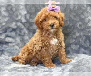 Cavapoo Puppy for sale in LAKELAND, FL, USA