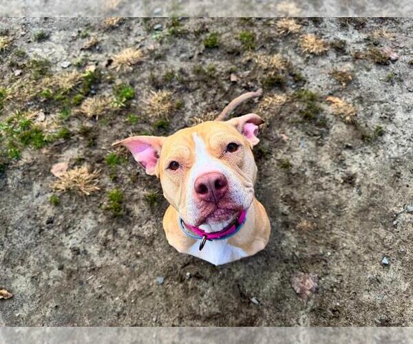 Medium Photo #2 Mutt Puppy For Sale in Gloversville, NY, USA