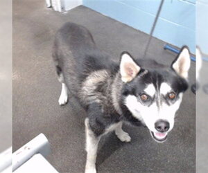 Siberian Husky Dogs for adoption in Downey, CA, USA