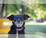 Small #7 Chihuahua